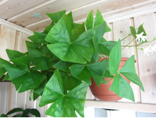 ������� ����������� �����������.JPG