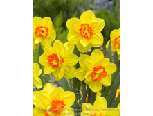 37,77���. ������� ����(�������� ���� �� 7 ��., ����������� ����� 1��.)���14.jpg