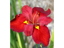 60,73���. ���� (louisiana) ��� �������(�������� ���� �� 3 ��., ����������� ����� 1��.)���15.jpg