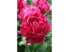 19,44���. ������� ������(��� 10 ��. ���������� ������ 5��.)���15.jpg