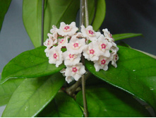 Hoya Dasyantha- ������ �������� ....