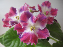 ��-�������(2012 �) ���� �� �����.jpg