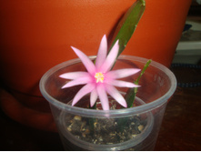 ������������� ��������.JPG