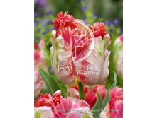 15,84���. ������� ������� ������(��� 10 ��. ���������� ������ 5��.).jpg