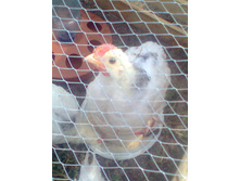 ���������� �� ����������