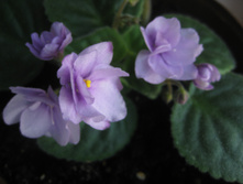 ������ ��������� ������������