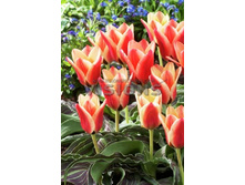 12,95���. ������� ��������(��� 10 ��. ���������� ������ 5��.)���15.jpg