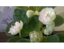 WP 20150512 21 46 15 Pro.jpg