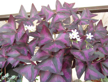 ������� �����������.JPG