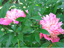 ����� �������