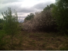 IMG 20150517 112029.jpg