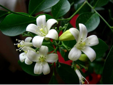 54e8873d3af10 82ce6fed7ddf1[1].jpg