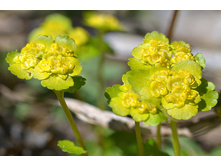 DSC 7092 ������������.jpg