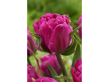 14,4���. ������� ��� ����(��� 10 ��. ���������� ������ 5��.)���14.jpg