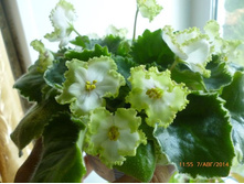 Buckeye Irish Lace.jpg