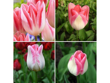 ������ Mickey Chic.jpg