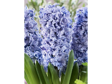 30,24���. ������� ��� �����(�������� ���� �� 5 ��., ����������� ����� 1��.).jpg