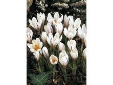 24,49���. ������ ���������� (����.)(��� 10 ��. ���������� ������ 5��.)���14.jpg