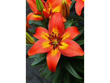 18,92���. �����  ������� ����(��� 10 ��. ���������� ������ 5��.)���14.jpg