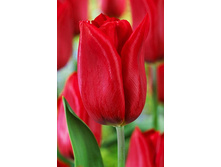 18,29���. ������� ������ ���(��� 10 ��. ���������� ������ 5��.)���15.jpg