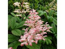 ��������� ����� � ������� ���� ���� �� ����������! 270���.jpg