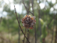 DSC02690.JPG