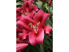 36,68���. �����  �������(�������� ���� �� 10 ��., ����������� ����� 1��.).jpg