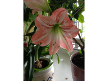 ���������� 50 ��� ��������