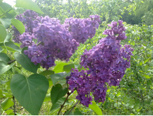 ������ ԣ���� ������� (2).jpg