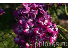 �����-195�