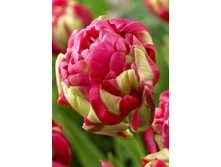 24,06���. ������� ���� ������ (��� 10 ��. ���������� ������ 5��.).jpg