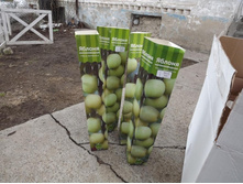 ��������� �������� - �������