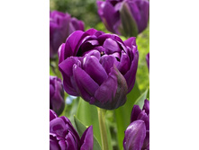 14,4���. ������� ������� ����(��� 10 ��. ���������� ������ 5��.).jpg