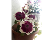 IMG 20150523 154947.jpg