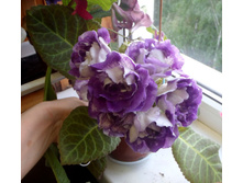 �V-������� i.jpg