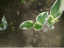 ����� ��̣��� � ����� ����� ������������.jpg