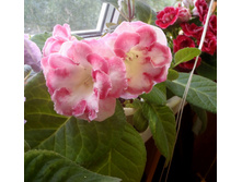 ������� (���.).jpg