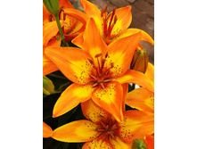 19,06���. �����  ����� ����(��� 10 ��. ���������� ������ 5��.)���14.jpg