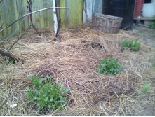 IMG 20150517 120848.jpg