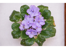 ������-�������