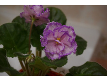 ��-��������