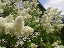 ������ ����� ��������.jpg