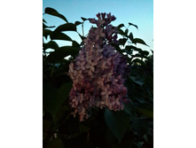 20150525 212153 Richtone(HDR).jpg