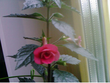 �������� Petite Fadette - �������