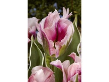 16,85���. ������� ����� ����(��� 10 ��. ���������� ������ 5��.).jpg