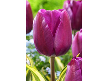 18,72���. ������� �����(��� 10 ��. ���������� ������ 5��.)���15.jpg