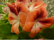 " ����������� " ������