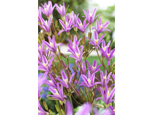 15,12���. ��������� �������(��� 10 ��. ���������� ������ 5��.)���15.jpg