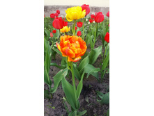 ������� �����������