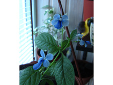 ������������ ����������� 2.JPG